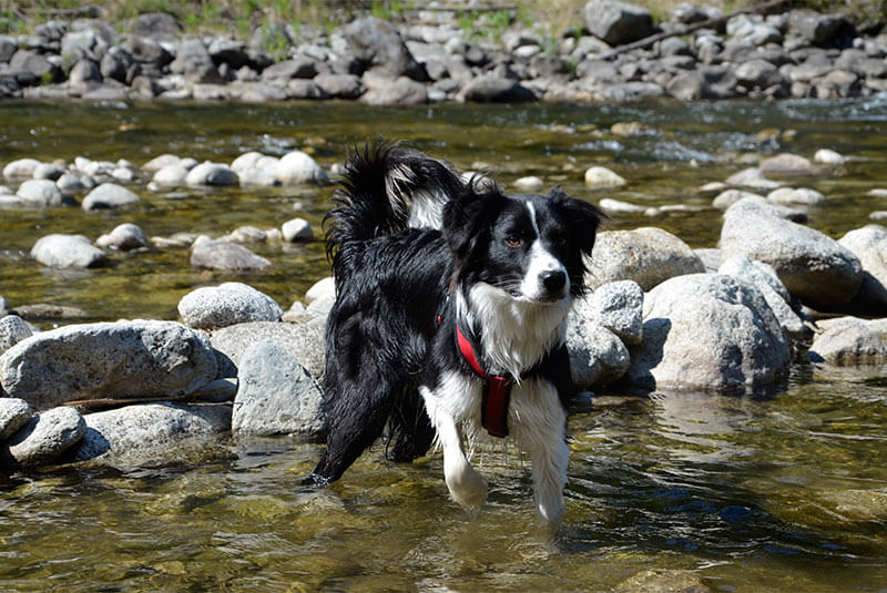 Dog in the water